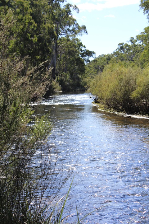 This cold and high Shoalhaven River.